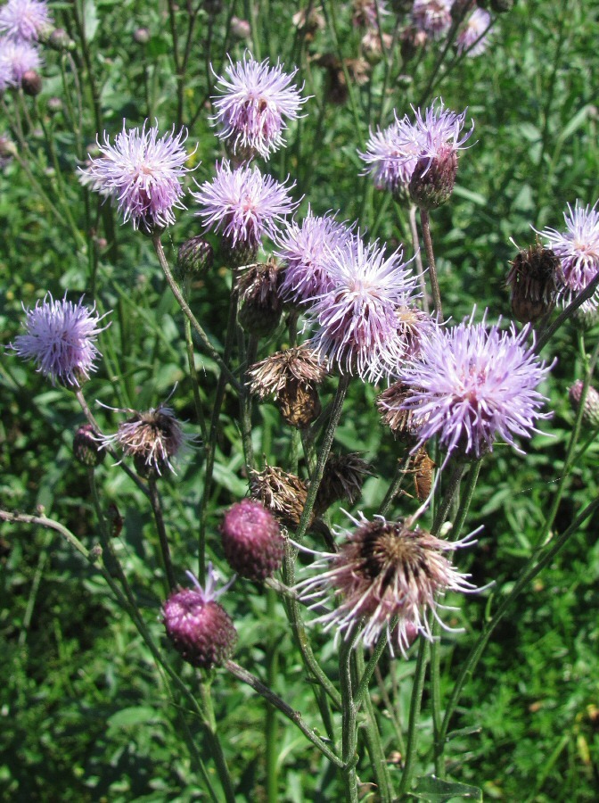 Изображение особи Cirsium setosum.