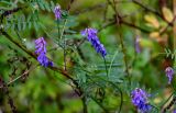 Vicia cracca