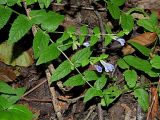 Scutellaria galericulata