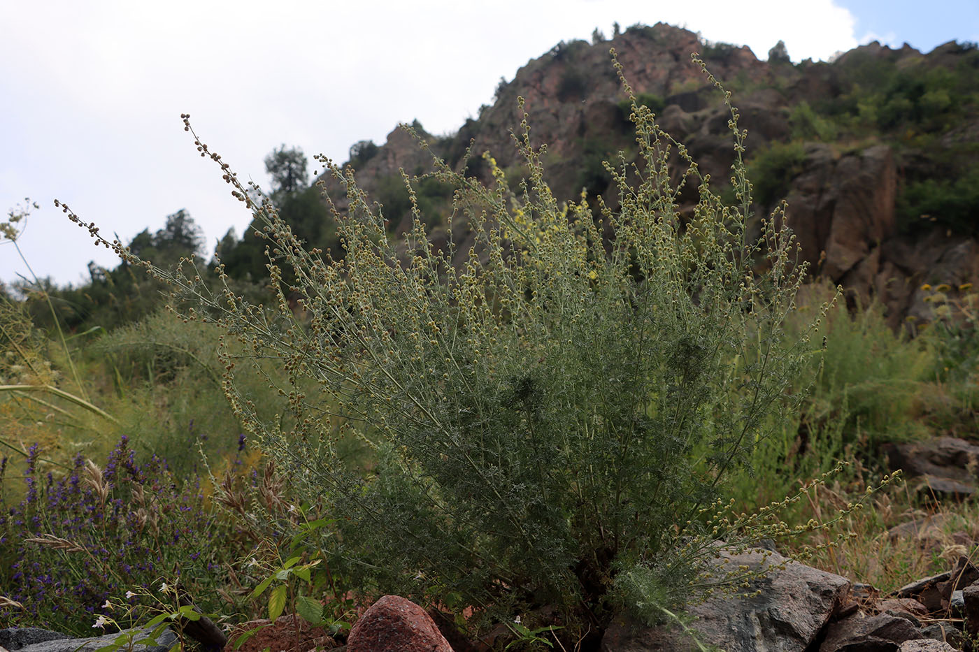 Image of Artemisia lehmanniana specimen.