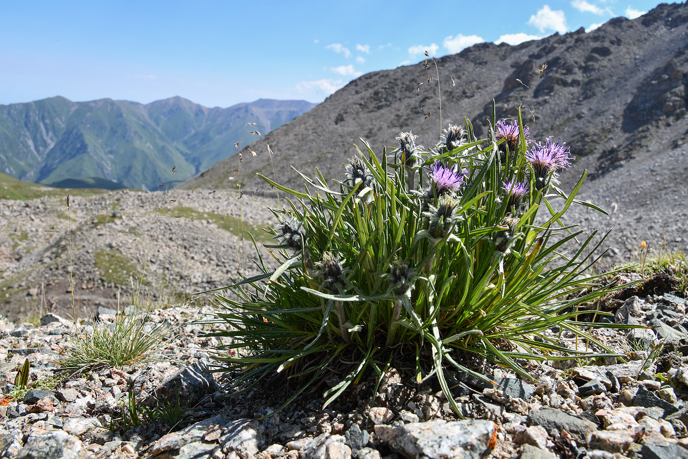 Image of Saussurea leucophylla specimen.
