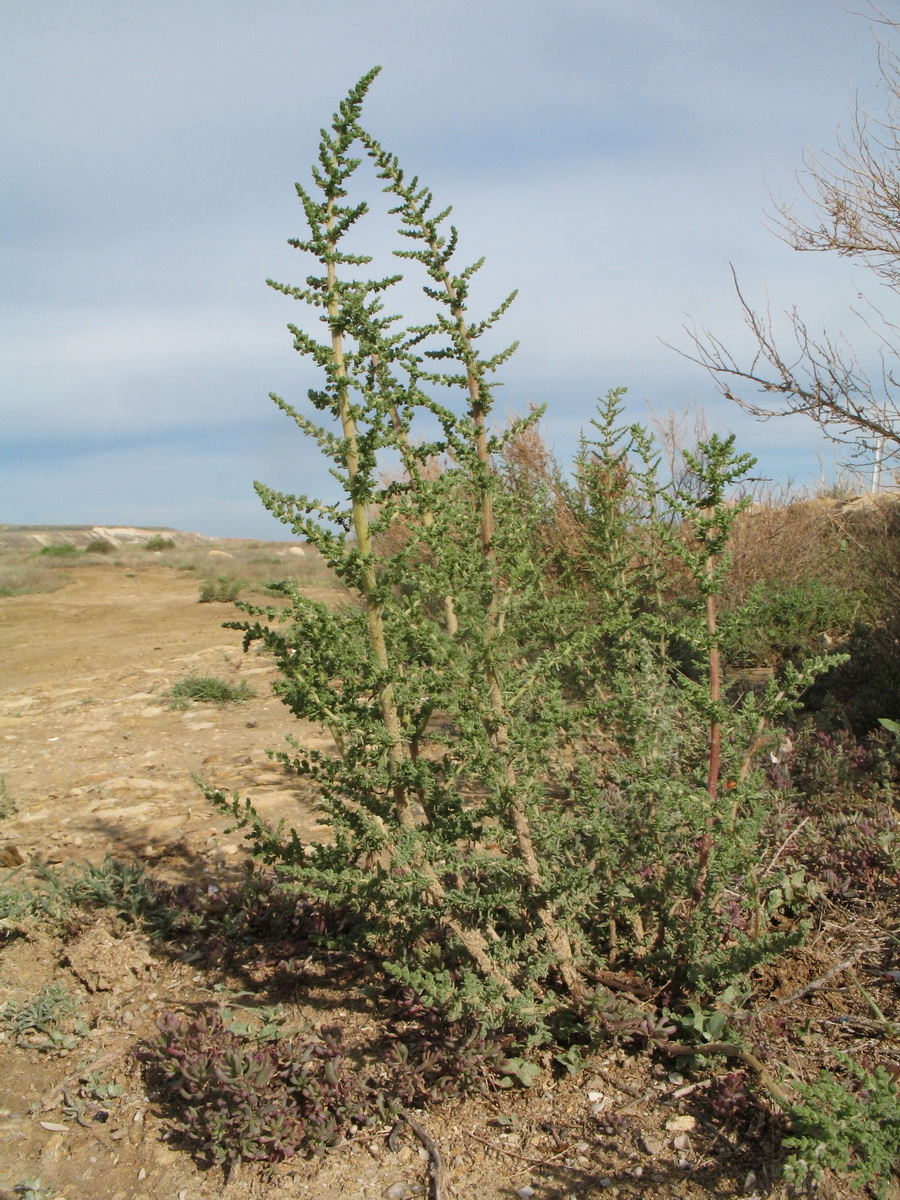 Изображение особи Salsola dendroides.
