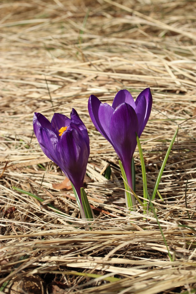Изображение особи Crocus vernus.