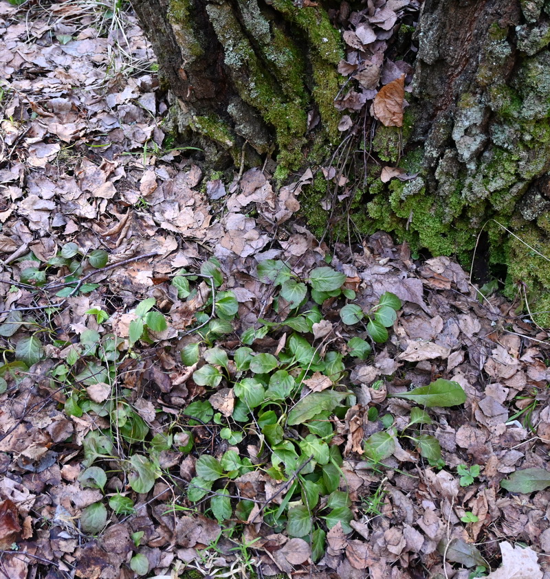 Изображение особи Pyrola minor.
