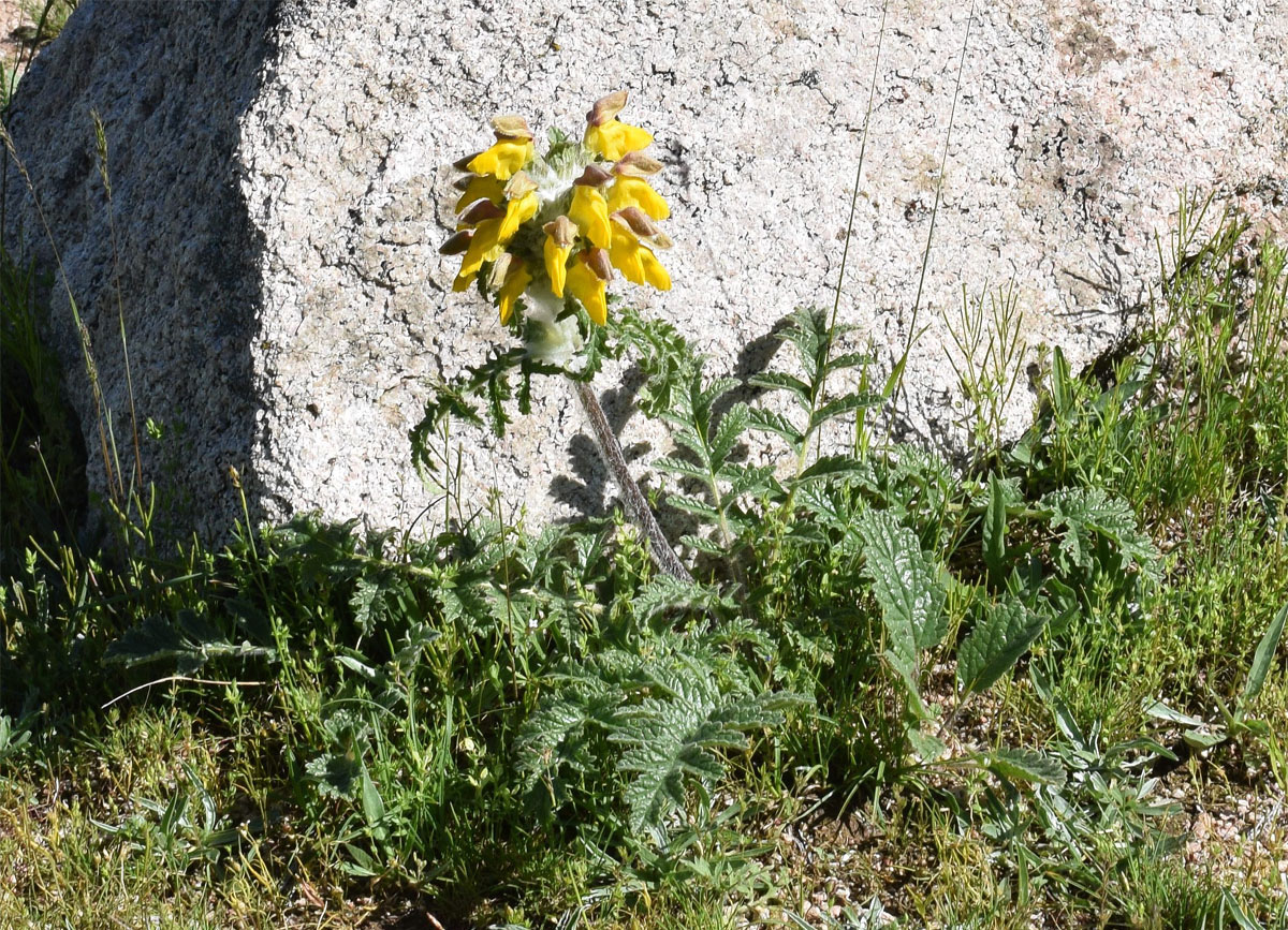 Image of Phlomoides speciosa specimen.