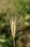 Hordeum leporinum. Верхушка побега с соплодием. Узбекистан, г. Ташкент, Юнусабадский р-н, пустырь. 16.05.2025.