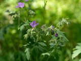 Geranium sylvaticum