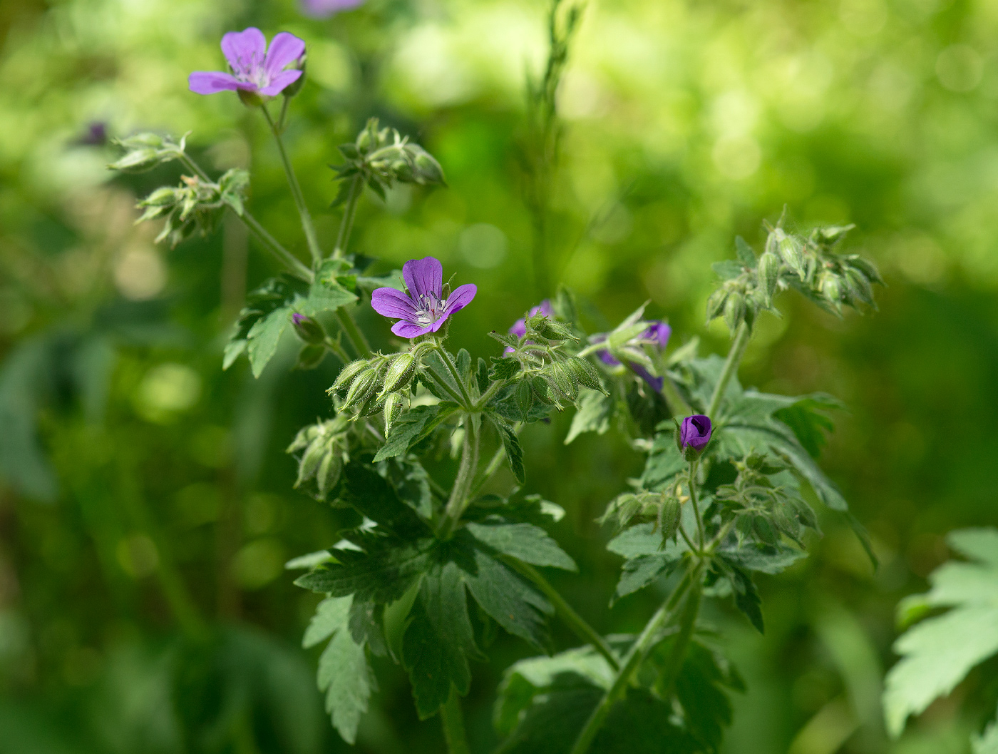 Image of Geranium sylvaticum specimen.