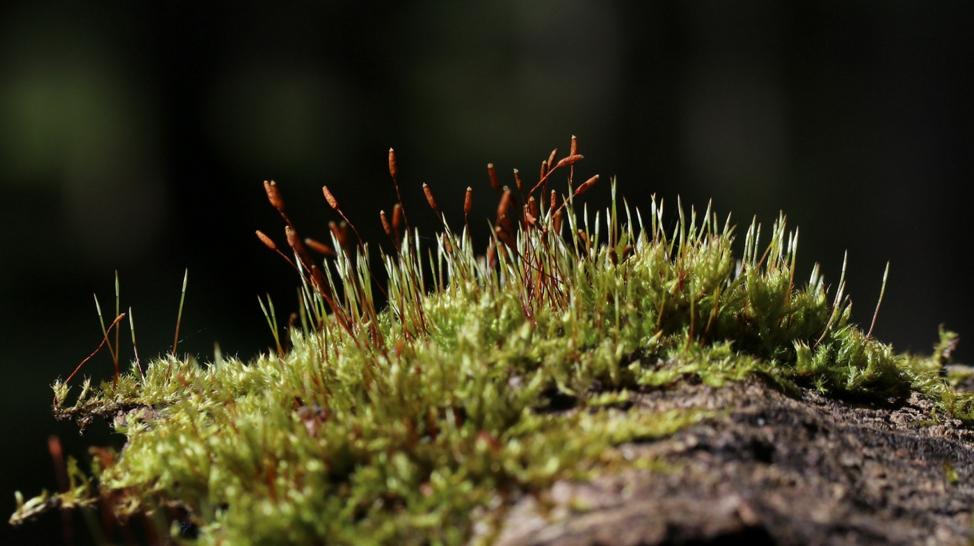Image of class Bryopsida specimen.