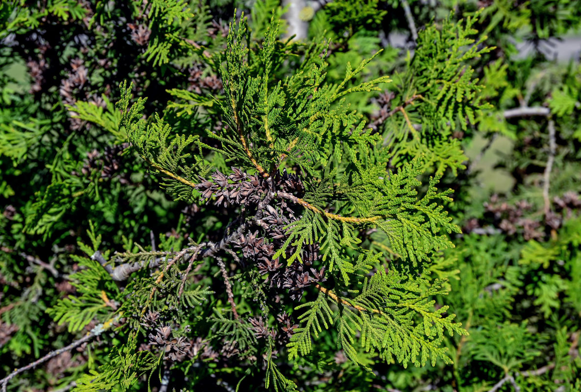 Image of Thuja occidentalis specimen.