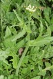 Capsella bursa-pastoris