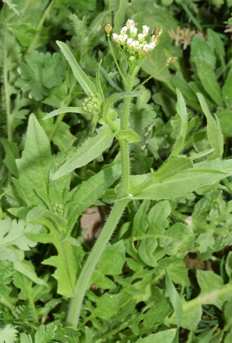 Изображение особи Capsella bursa-pastoris.