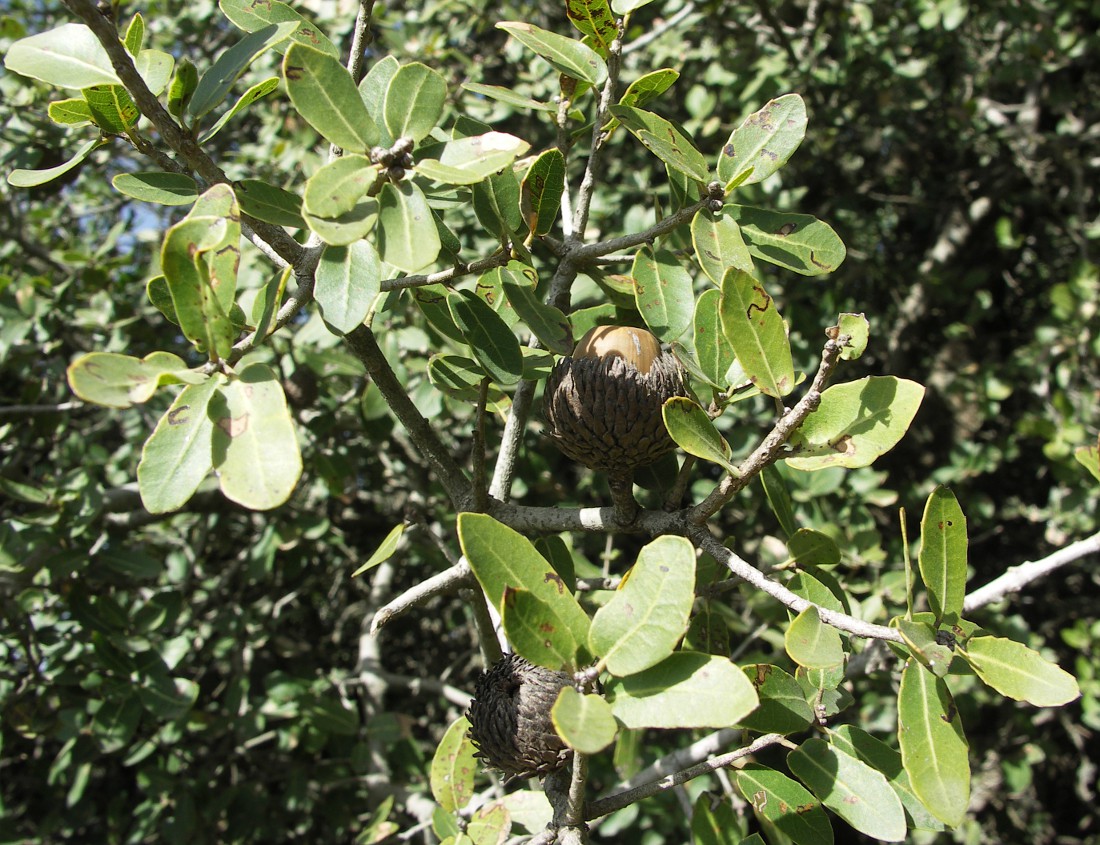 Изображение особи Quercus calliprinos.