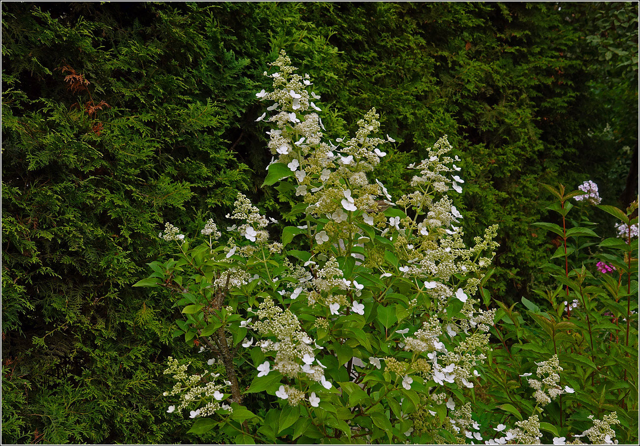 Image of Hydrangea arborescens specimen.