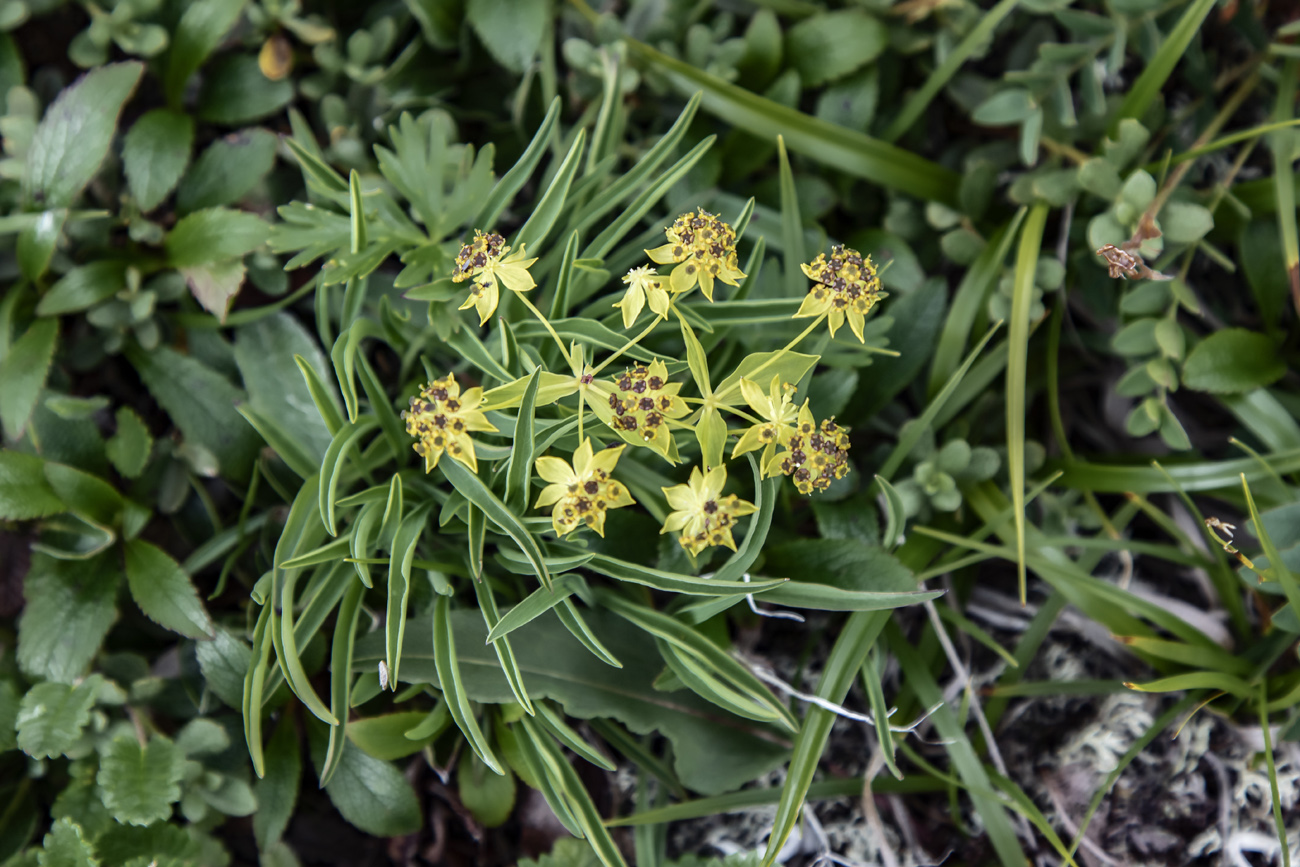 Image of Bupleurum euphorbioides specimen.