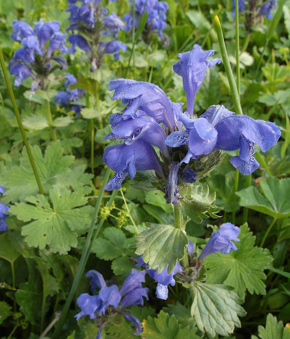 Изображение особи Dracocephalum grandiflorum.