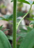 Staphisagria macrosperma. Часть стебля. Турция, пров. Мугла, р-н Фетхие, о. Гемиле, каменистый склон рядом с развалинами византийских храмов. 08.05.2025.