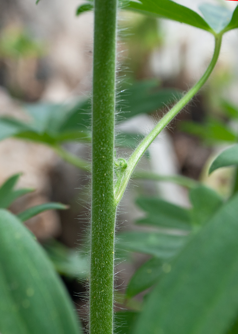 Изображение особи Staphisagria macrosperma.