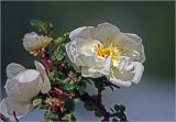 Rosa spinosissima