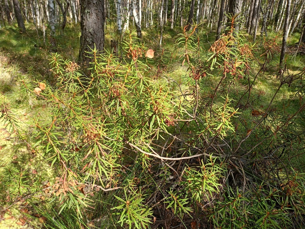 Изображение особи Ledum palustre.