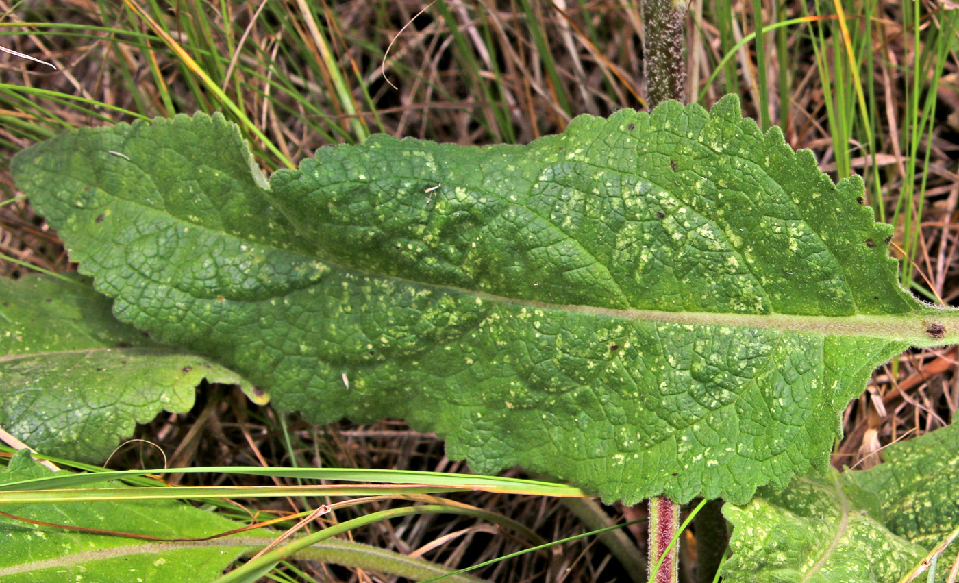 Изображение особи Verbascum marschallianum.