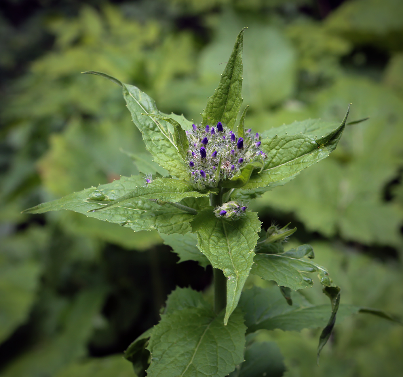 Image of Hesperis matronalis specimen.