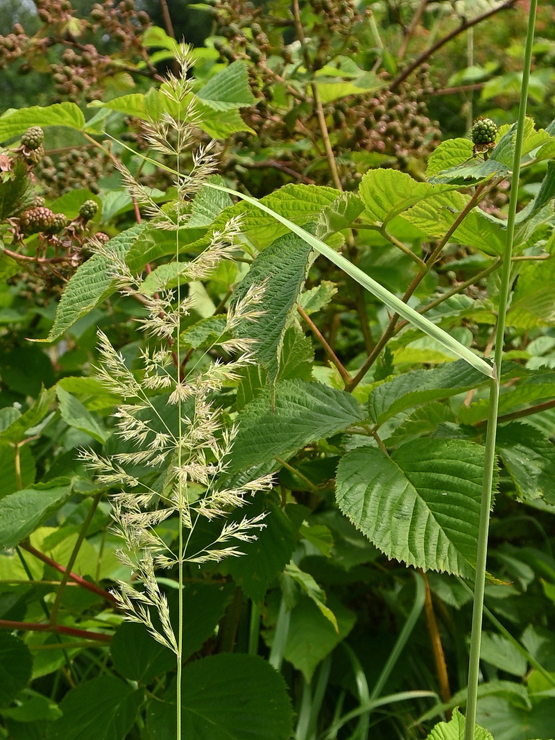 Image of familia Poaceae specimen.