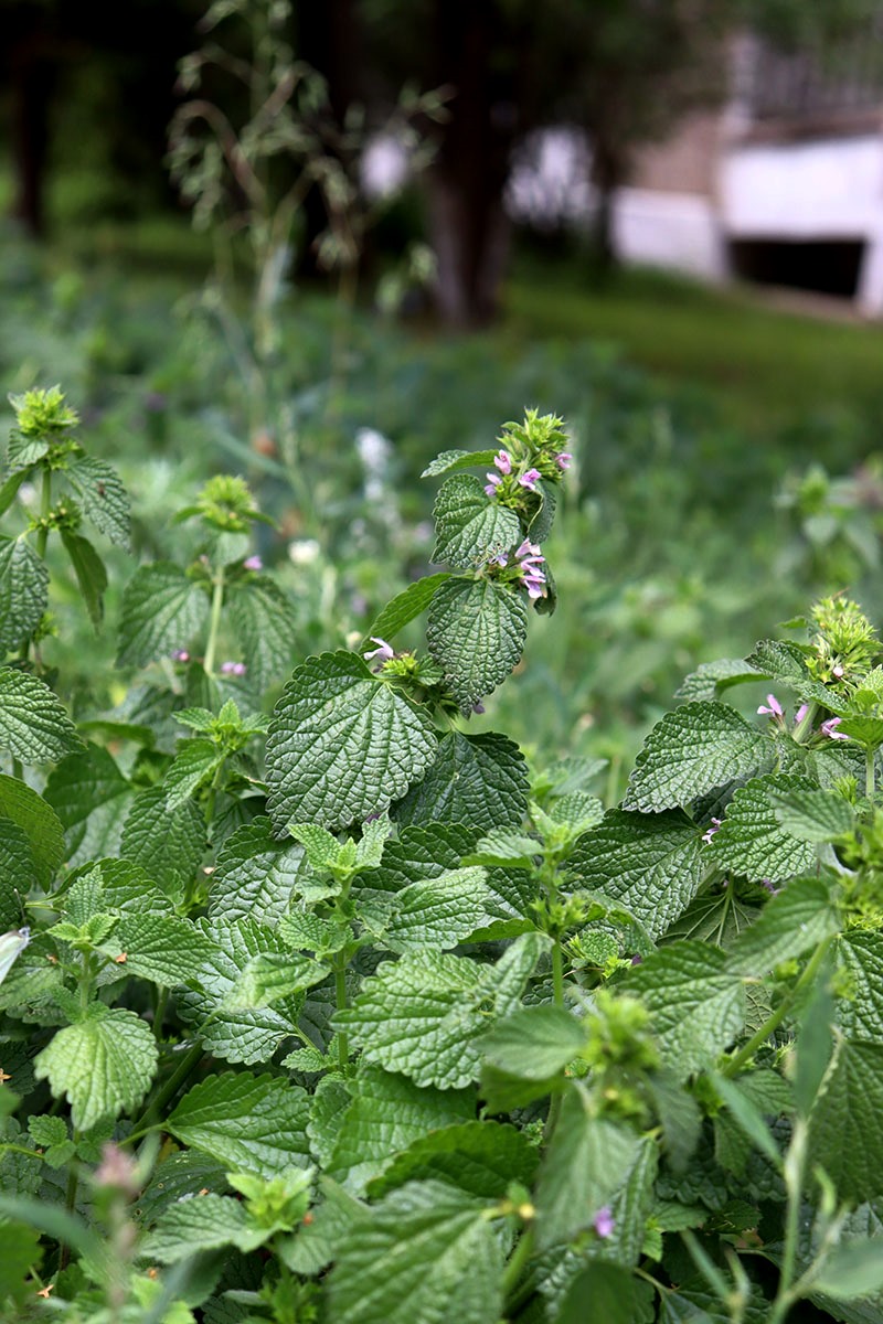 Image of Ballota nigra specimen.