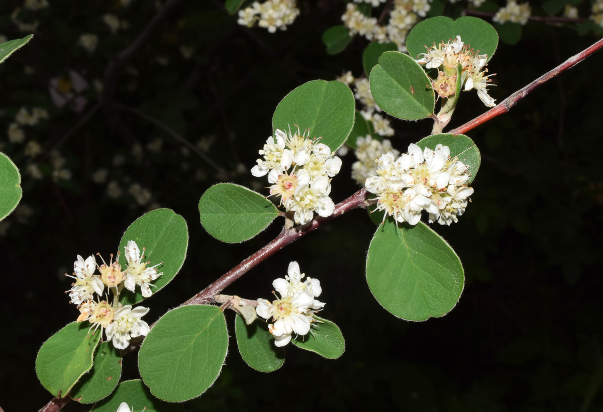 Image of Cotoneaster soongoricus specimen.