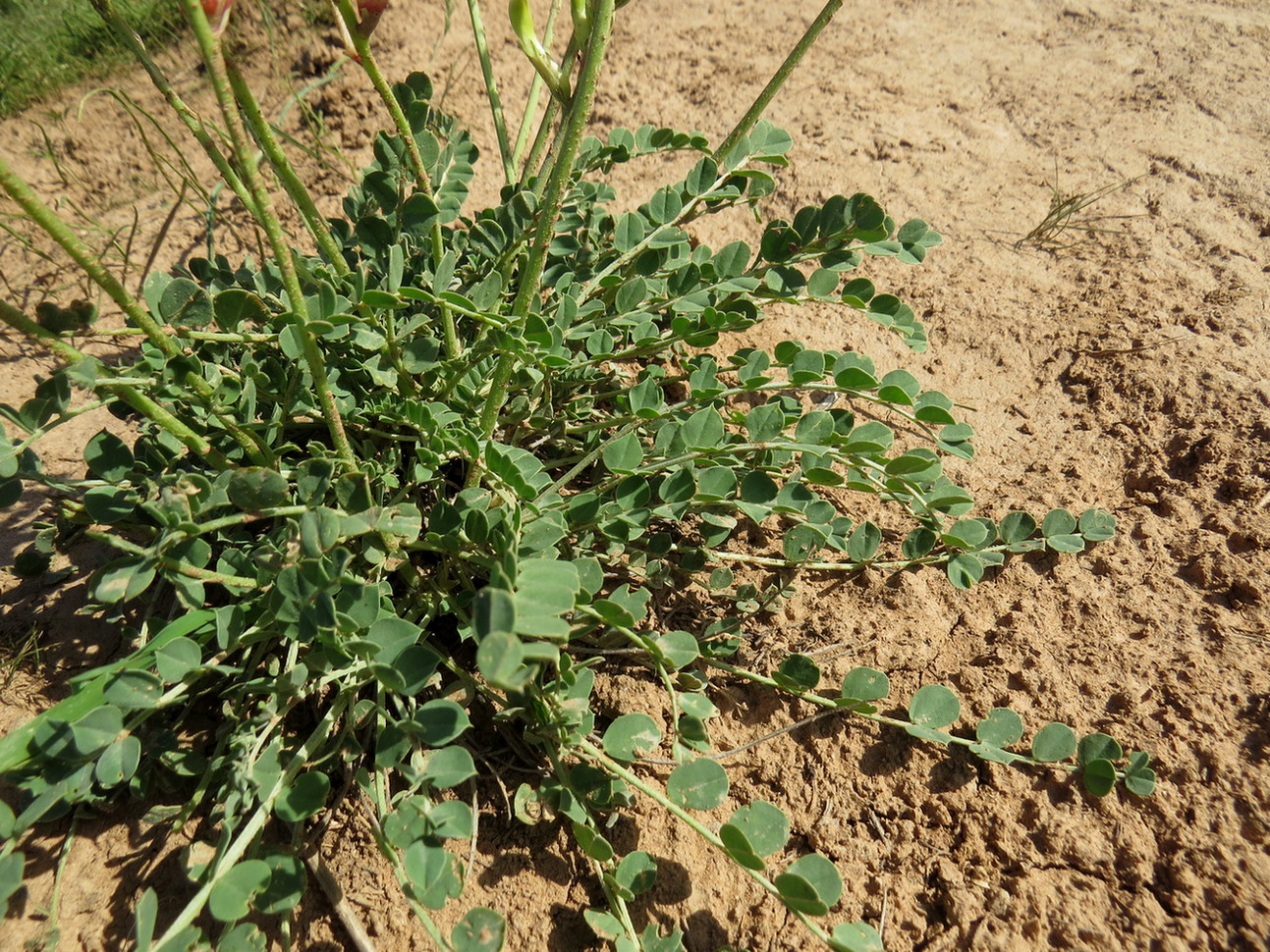 Image of genus Astragalus specimen.