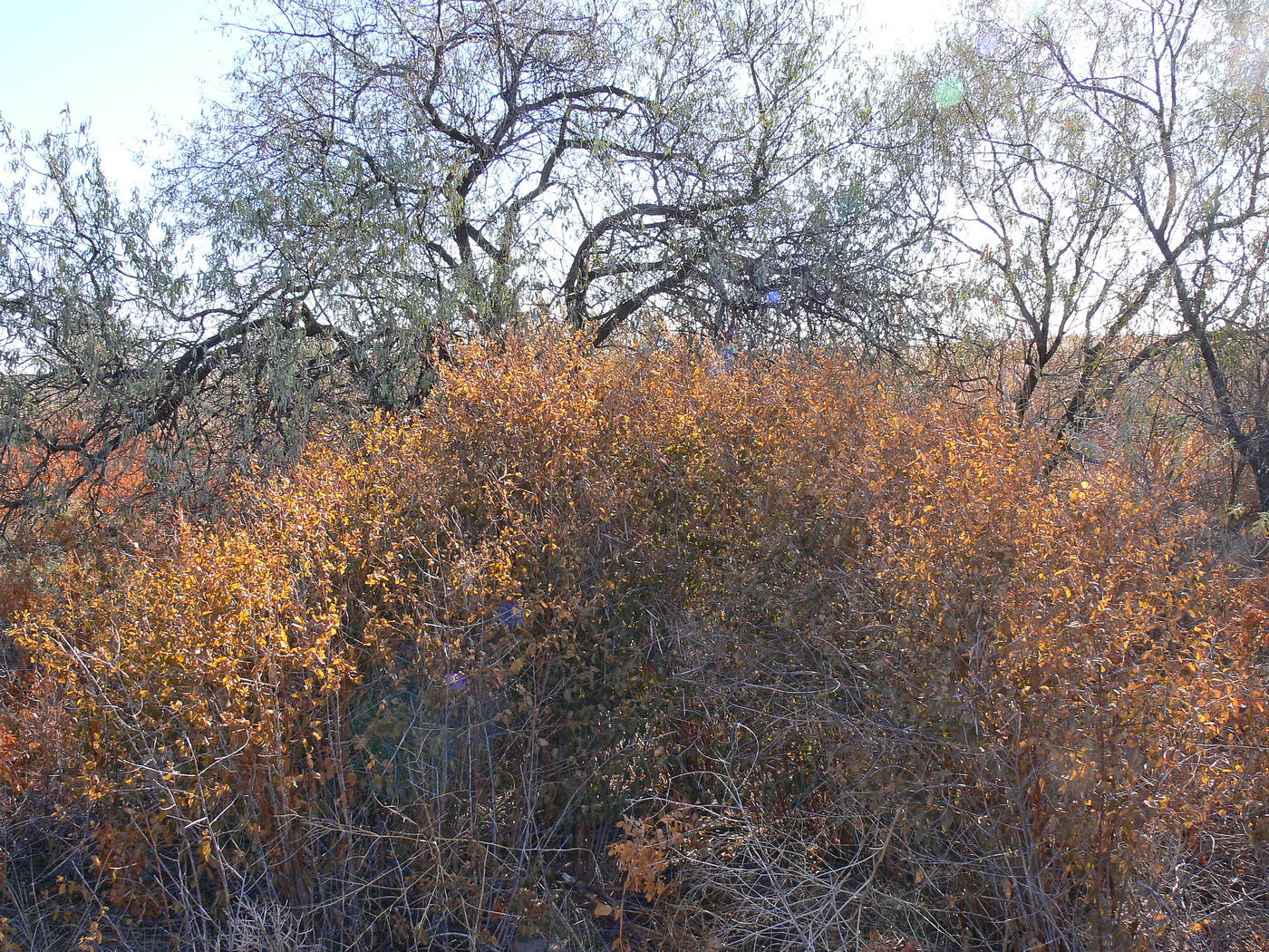 Image of Poacynum kazakevichchii specimen.