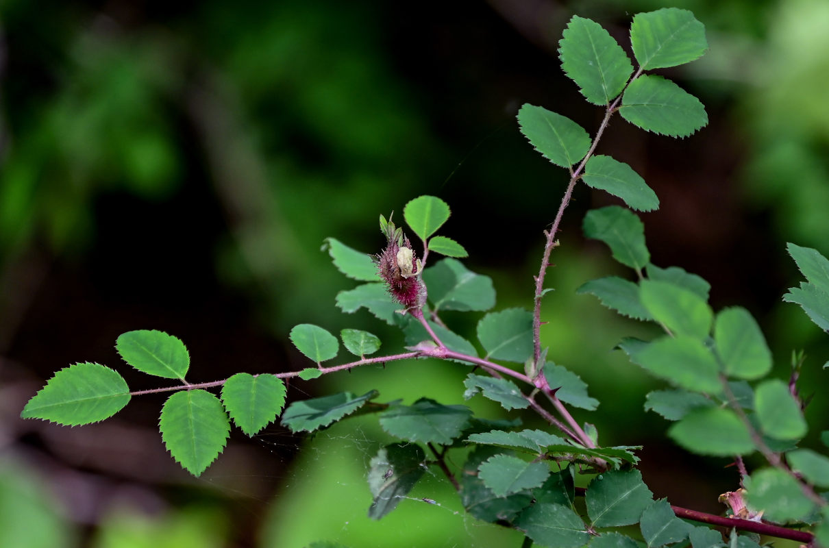 Изображение особи Rosa bella.