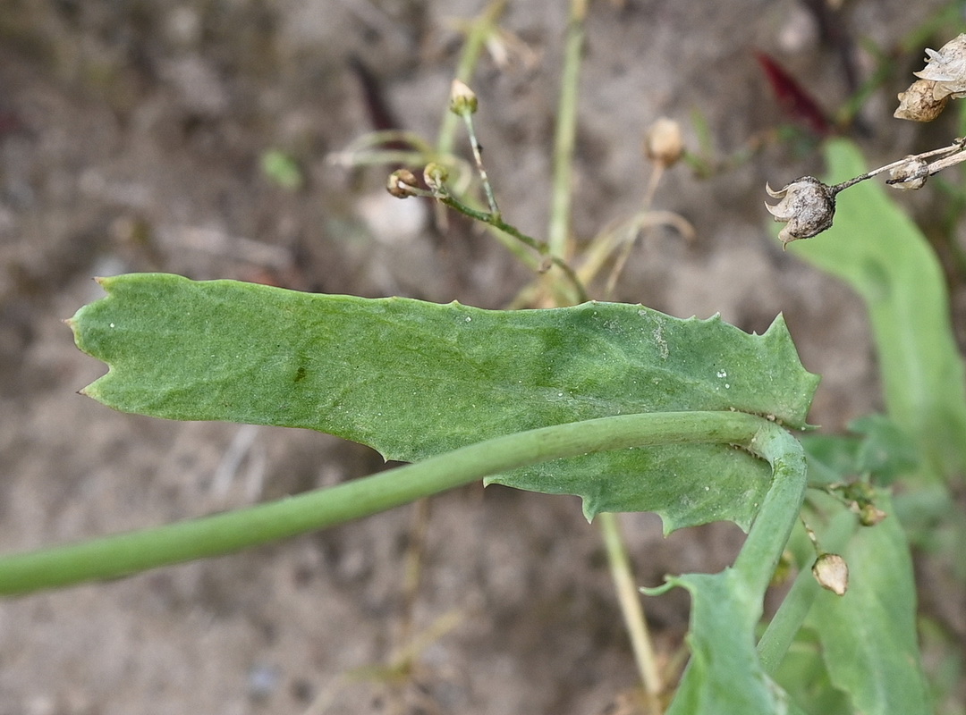 Image of Glebionis segetum specimen.