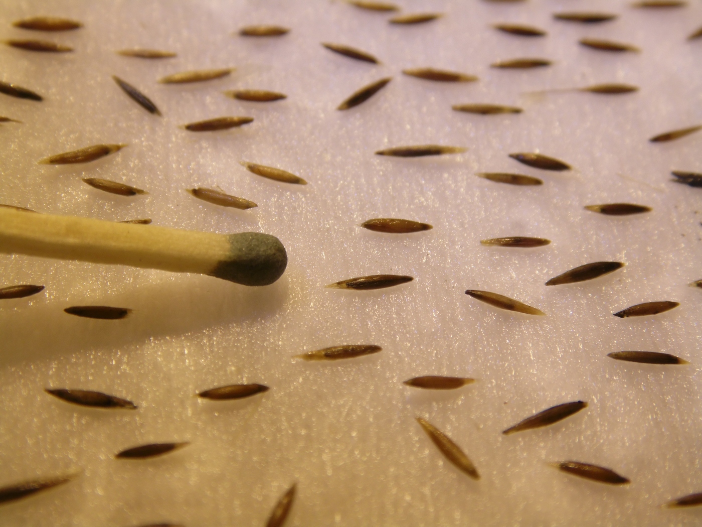 Изображение особи Neotrinia splendens.