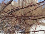 Crataegus persimilis. Части покоящихся ветвей. Санкт-Петербург, Кировский р-н, уличное озеленение. 07.03.2026.