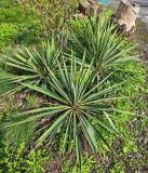 Yucca filamentosa. Вегетирующие растения. Волгоград, ул. Городовикова. 12.04.2026.