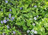 genus Vinca. Цветущие растения: cлева - барвинок малый (Vinca minor), справа - барвинок большой (Vinca major), по центру - одуванчик лекарственный (Taraxacum officinale) и листья ландыша (Convallaria majalis). Волгоград, ул. Городовикова. 06.05.2026.