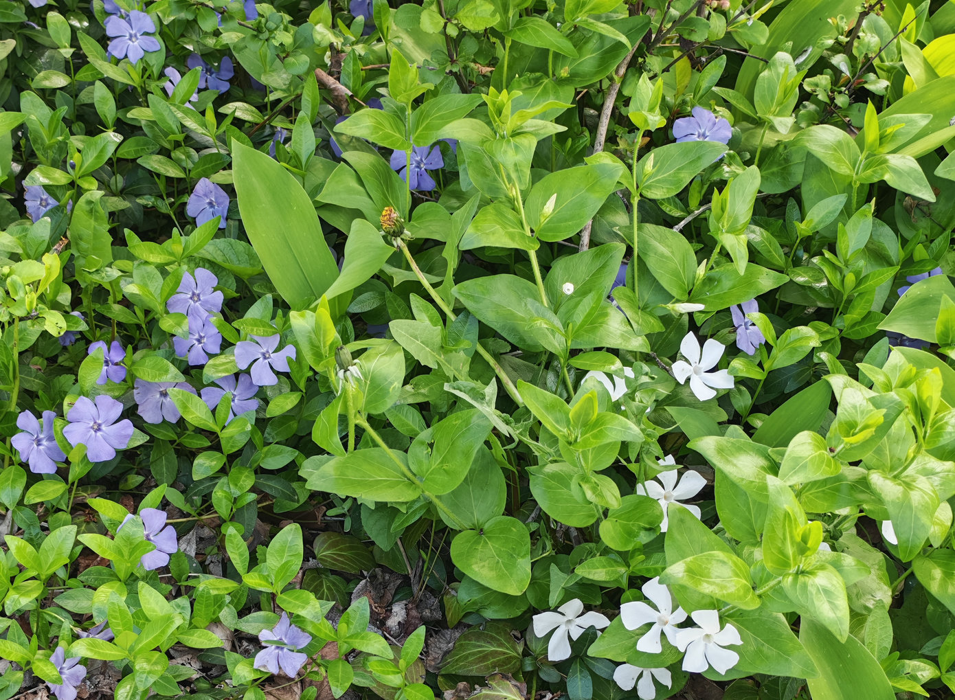 Image of genus Vinca specimen.