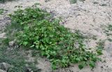 Xanthium orientale. Плодоносящие растения. Португалия, округ Лиссабон, устье р. Сизандру, окраина песчаного пляжа. 23.08.2025.