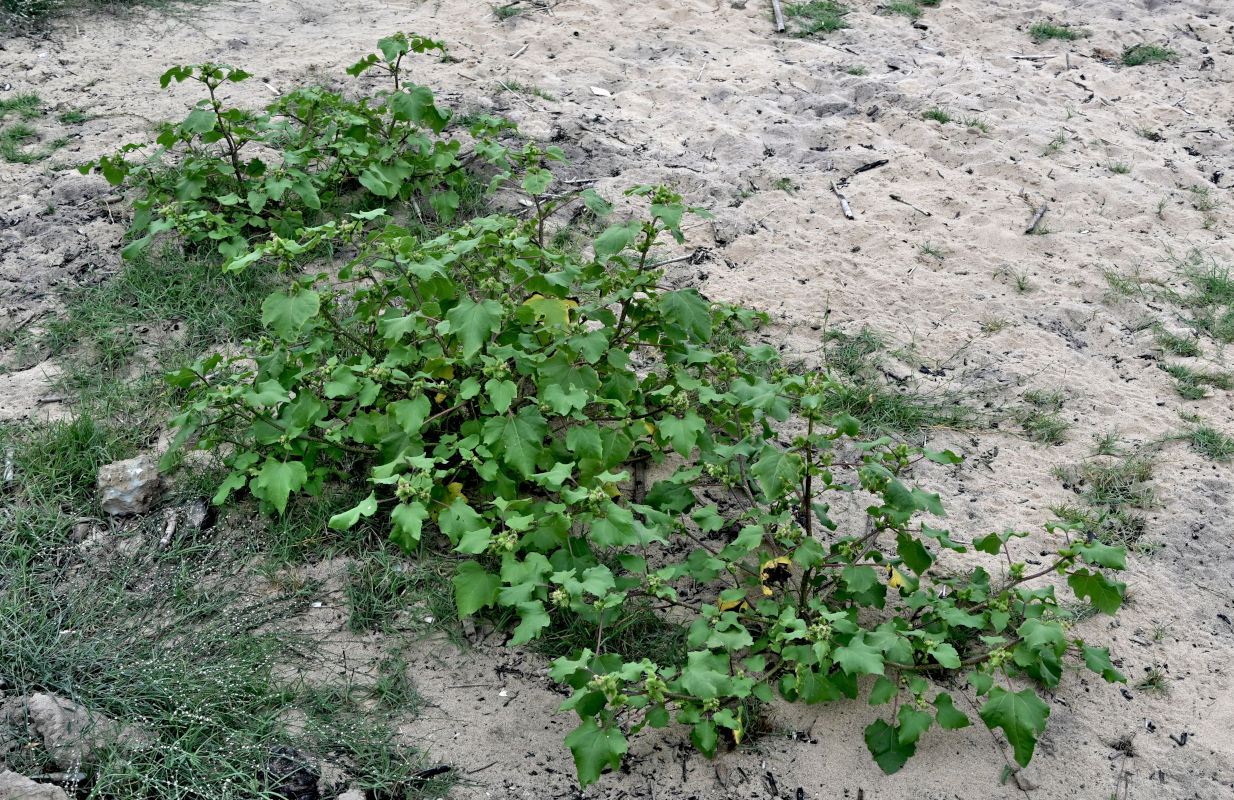 Image of Xanthium orientale specimen.