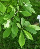 Magnolia × soulangeana. Ветвь с отцветшим цветком. Волгоград, Волгоградский региональный ботанический сад. 23.05.2026.