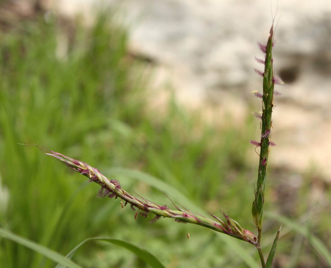 Image of Andropogon distachyos specimen.