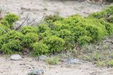 Juniperus rigida subspecies litoralis. Вегетирующее растение. Приморский край, Лазовский р-н, Лазовский запов., берег бухты Просёлочная, песчаная морская терраса. 12.06.2026.
