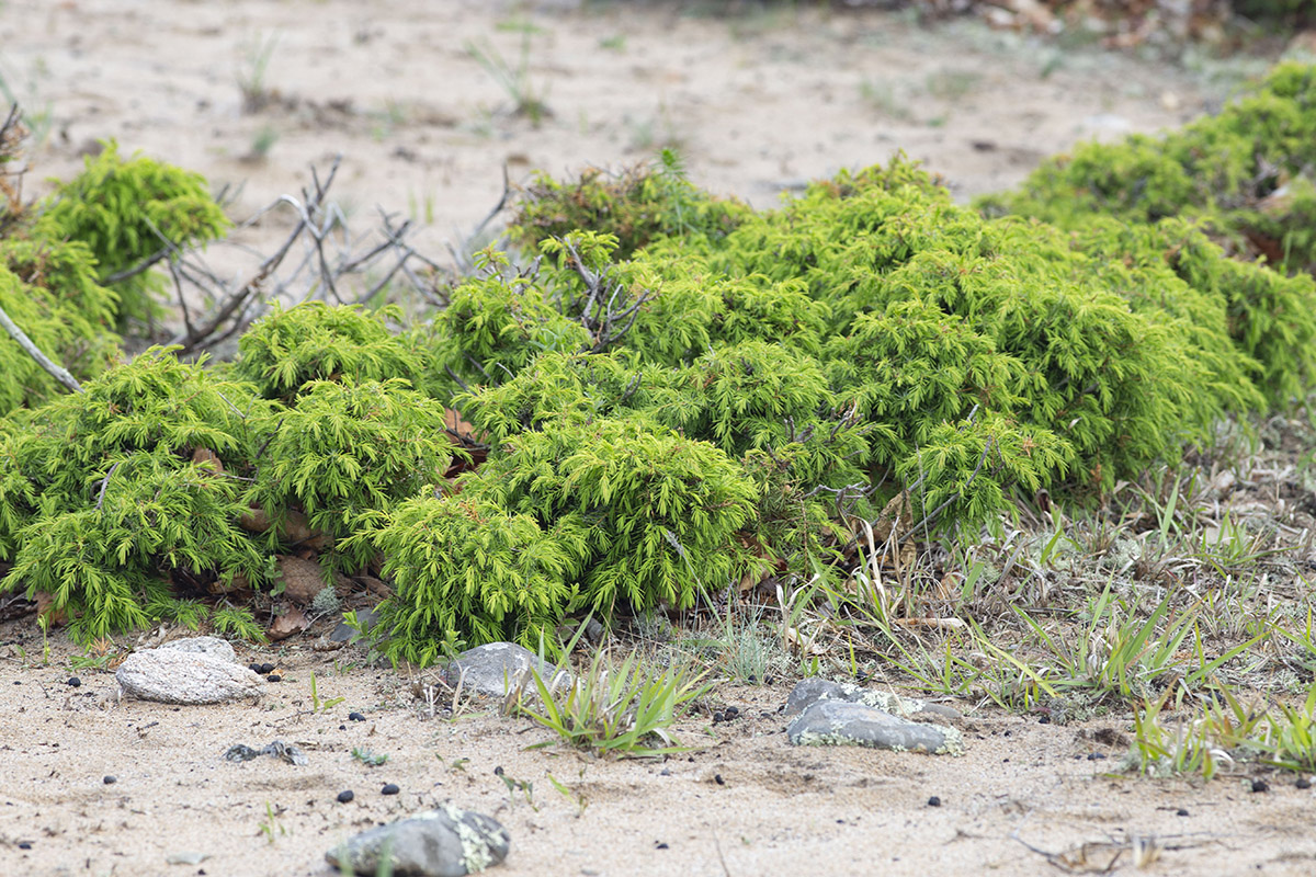 Image of Juniperus rigida ssp. litoralis specimen.