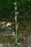 Ophrys oestrifera. Цветущее растение (высота — 25 см; длина соцветия — 16 см). Краснодарский край, г/о Новороссийск, Раевский с/о, окр. станицы Раевская, 56 м выс., н. у. м., ясенево-кленово-грабовый лес в пойме притока р. Маскага. 23.05.2025.