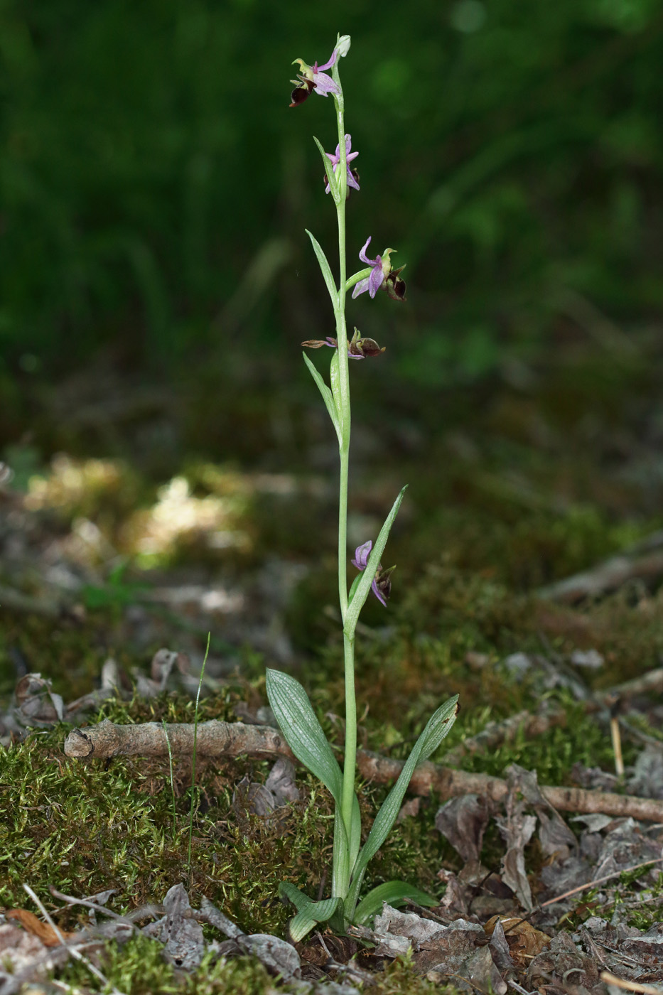 Image of Ophrys oestrifera specimen.