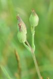 genus Pleconax