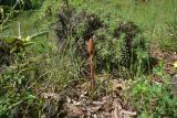 genus Orobanche. Зацветающее растение. Грузия, край Самцхе-Джавахети, Ахалцихский муниципалитет, левый борт р. Цинубанисцкали, 1,8 км выше по течению от горячего источника Цинубани, гребень небольшого отрога, выс. 1150 м н.у.м., опушка перед дубовой рощей. 9 июня 2026 г.