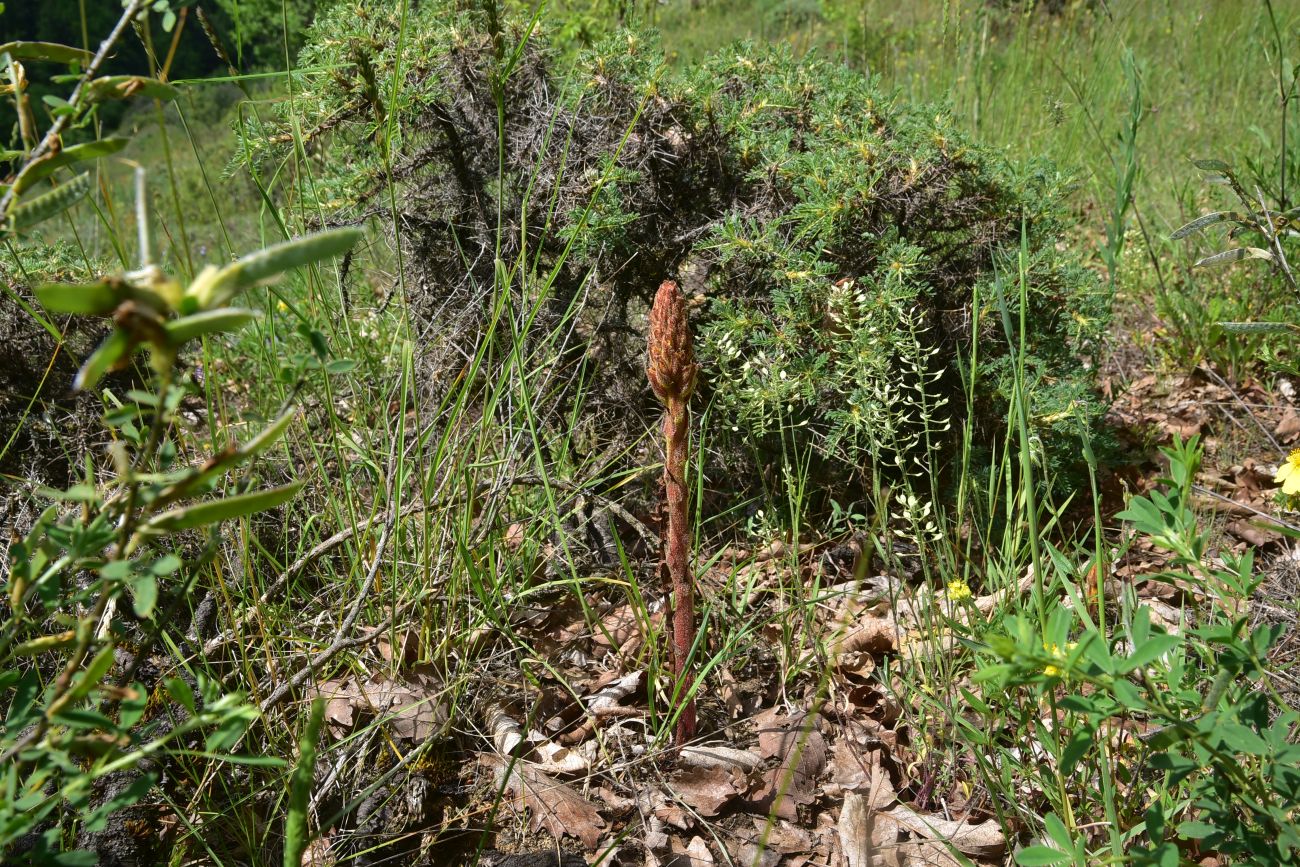 Image of genus Orobanche specimen.