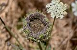genus Daucus. Соплодие. Португалия, округ Бежа, мыс Сардао, окраина зарослей кустарников. 06.06.2026.